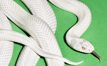 Portada del disco private music de Deftones.