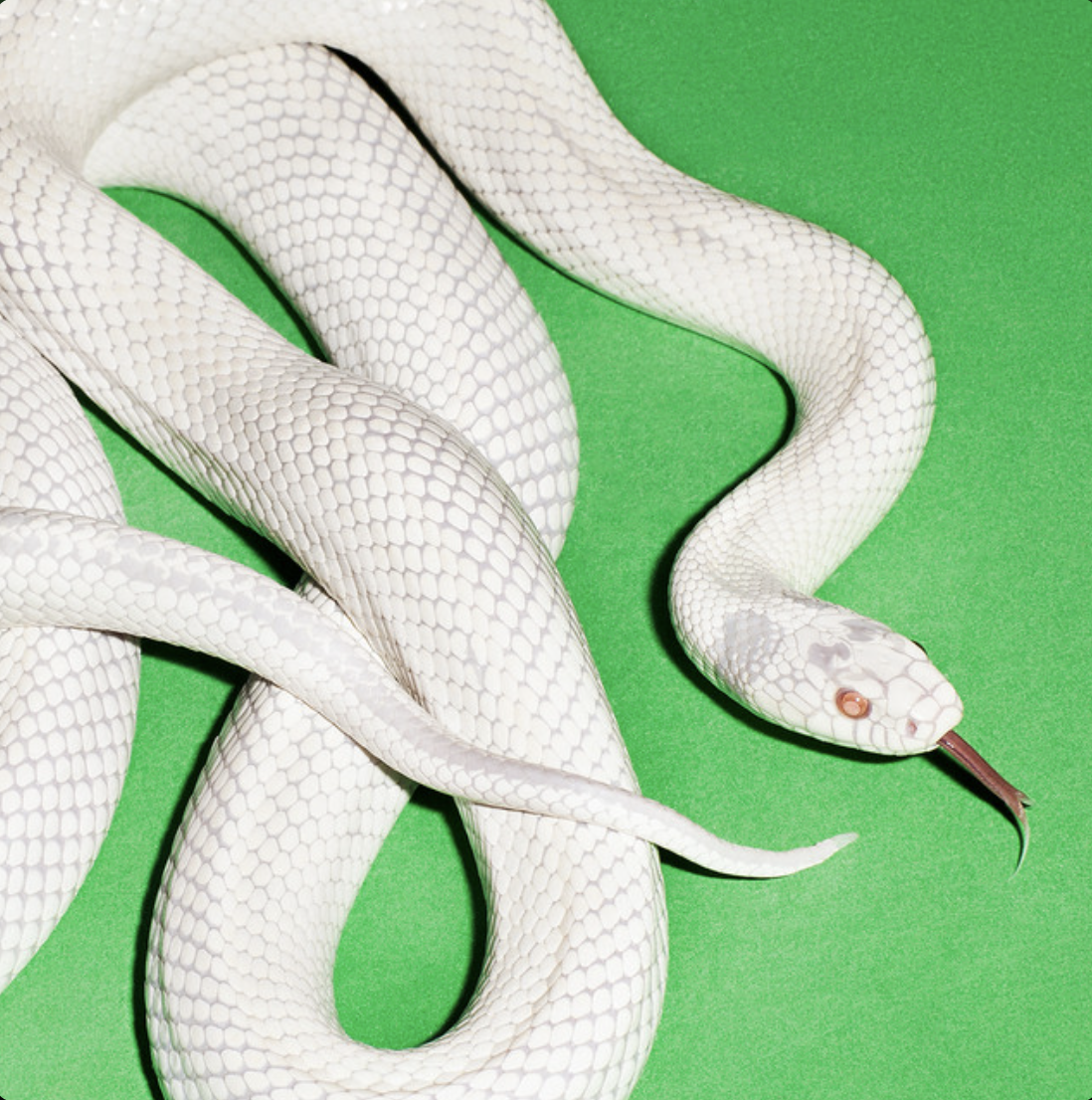 Portada del disco private music de Deftones.